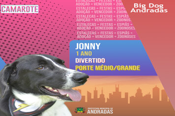 BIG DOG ANDRADAS: Conheça os Animais Disponíveis Para Adoção no Zoonoses