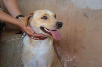 NOTA INFORMATIVA – CASTRAÇÃO DE CÃES E GATOS (FÊMEAS)