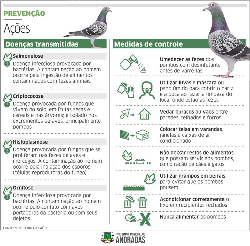 VOCÊ SABIA QUE OS POMBOS TRANSMITEM DOENÇAS AOS SERES HUMANOS?